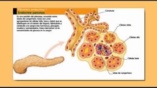 Secreción de Insulina Tipo y Acciones a Nivel Celular [upl. by Ahsian452]