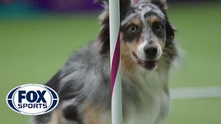 Watch Australian Shepherd Holster Win 2016 Masters Agility Championship  FOX SPORTS [upl. by Eizle]