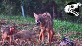 Coyotes Try To Run Down Our Dog  Coyote Hunting With Decoy Dogs [upl. by Attecnoc511]