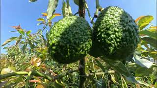 Hass Avocado fruiting season [upl. by Carilyn869]