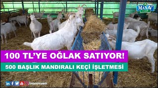 500 Başlık Mandıralı Keçi İşletmesi  100 TLye Oğlak Satıyor [upl. by Eirehs]