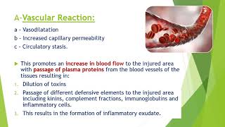 Fall 2020  Periodontology 1  Lec 3  Pathogenesis of PDL Part 1 [upl. by Oigres]