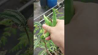 rooftop garden 🥰 ytshortsvideo viralvideorooftopgarden twin babys mom vlog [upl. by Ellinger406]