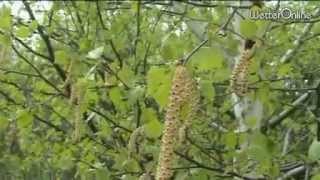 Erste Birkenpollen  Nicht alle genießen das Wetter [upl. by Bega]