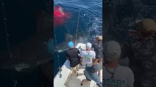 What Happened to This Shark The Shocking Truth shorts shark sharklife oceanpredators [upl. by Olegnad177]