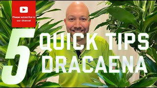 5 Quick tips Dracaena [upl. by Conley354]