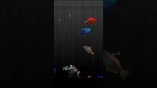 quotBehind Glassquot aquarium game  saltwater tank [upl. by Dorinda252]