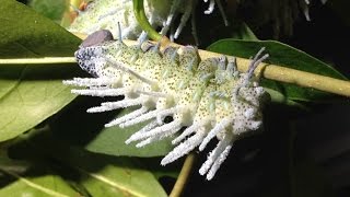 Attacus atlas  L5 caterpillars [upl. by El]