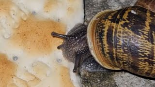 Garden Snail Eating Cream Cracker TimeLapse 🐌 [upl. by Atilam782]