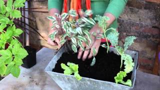 Créer une jardinière gourmande avec des légumes et aromatiques [upl. by Ardnikat618]