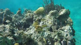 Snorkeling in Jibacoa Cuba April 411 2023 [upl. by Beeson]