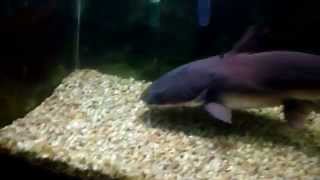 Mr Limpet 25 year old Columbian Shark Catfish [upl. by Etnaled]