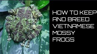 Care And Breeding Guide For Vietnamese Mossy Frogs Theloderma Corticale [upl. by Ruperta]