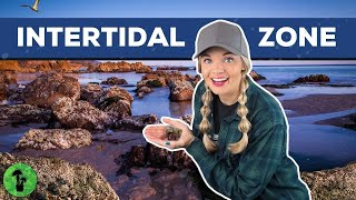 The Intertidal Zone [upl. by Ecerehs]