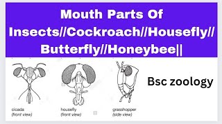 Mouth Parts Of InsectsCockroachHouseflyButterflyHoneybee [upl. by Nwahsor]