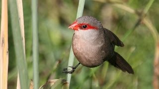 Common Waxbill  Filmed by Greg Morgan [upl. by Weissman]