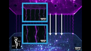 Investigating Neural Networks Through Microfluidics [upl. by Johnstone372]