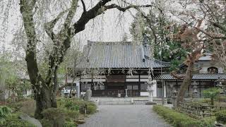 JG☆☆4K 福島 関川寺の結城桜 FukushimaYuukizakura at Kansenji [upl. by Hsirahc]