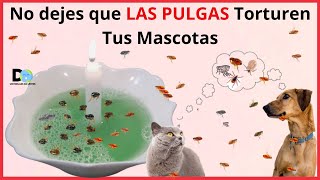 NO DEJES QUE LAS PULGAS TORTUREN A TU MASCOTA  5 MANERAS DE ELIMINAR LAS PULGAS EN PERROS Y GATOS [upl. by Pulsifer]