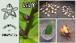 6 Ways to Propagate Lilies  Scaling Bulbils Division Cuttings Bulblets amp Seed [upl. by Shandra454]