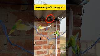 Sare budgies🦜 ud gaye😲 petlover minivlog pigeonvlogger pigeon budgieslovers budgiesfam bird [upl. by Auqined16]