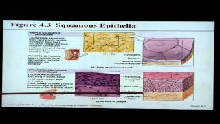 Anatomy and Physiology Help Chapter 4 Tissues [upl. by Carley]