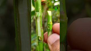 Rose bud grafting techniques easy shortsvideo [upl. by Ajad]