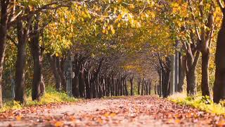 Wind In Trees Sound Effect No Copyright [upl. by Francoise46]