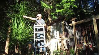 Trimming Cordyline australis [upl. by Reiner651]