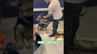 Animals Chiropractic 💚💚asmr dogshorts animals foryou hund türkiye [upl. by Eerrehs]