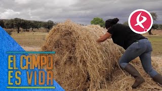 A Chabeli se le complica la tarea de repartir la alpaca de heno redonda  El campo es vida [upl. by Saalocin]