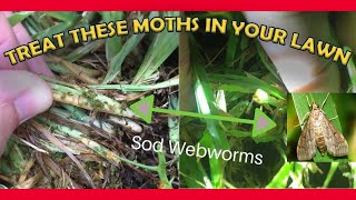 HOW TO GET RID OF MOTHS IN YOUR LAWN HOW TO TREAT SOD WEBWORMS STAUGUSTINE amp WARM SEASON GRASS [upl. by Assirrak]