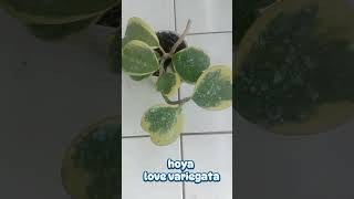 tanaman Hoya love variegata plants garden tanamanindoor tanamanhiashoyaplant [upl. by Aikmat844]