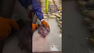 fillet fish masterfulmeatcuts meatprocessing fishing meatmaster [upl. by Yenattirb]