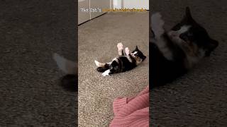 The Cats Unpredictable Pranks [upl. by Janene825]