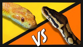 Ball Pythons VS Corn Snakes [upl. by Walley]