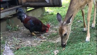 “Unlikely” Animal Friends 🐓🦌 funny viralvideo love fyp cute nature wildlife animals share [upl. by Orag612]