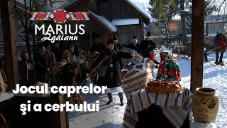 Marius Zgâianu  Jocul caprelor şi a cerbului [upl. by Ettennahs]