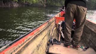 Papua wild river barramundi fishing with Gong Lei [upl. by Arlina430]