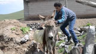 KIRAÇ Eşeği Saldım Çayıra KARS IĞDIR versiyonu çok KOMİK [upl. by Ajed]