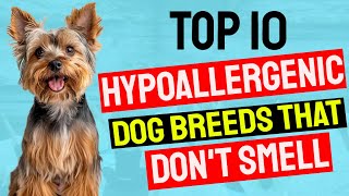 Top 10 Hypoallergenic Dog Breeds That Dont Smell [upl. by Lehacim828]