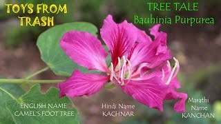 Tree Tale  Bauhinia Purpurea  English [upl. by Keeley504]