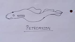 How to Draw Petromyzon Diagram  Draw Cyclostomata Diagram  Structure of Petromyzon in Very Simple [upl. by Yaluz500]