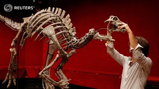 Dinosaur skeleton goes on sale in rare auction [upl. by Hairakcaz482]