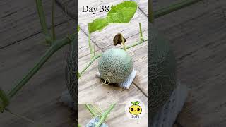 Rockmelon in pot  from Seed to Melon [upl. by Major469]