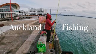 Auckland Fishing Experience Wharf fishing mission catching gurnard and Kahawai [upl. by Jereld]