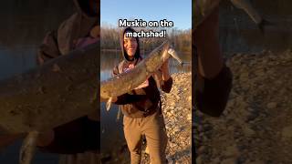 This our second Muskie in 2 days thought it was supposed to be hard 👀😎viralvideo muskie youtube [upl. by Dnumsed]