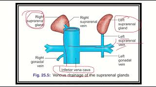 Adrenal gland anatomy  blood supply [upl. by Atoked]