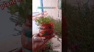 5 best plants for small pots subscribe ❤️ [upl. by Aihseket852]