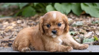 Cavalier King Charles Spaniel Puppies for Sale [upl. by Ahsimot]